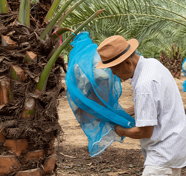 colombia_produccion_aceite_de_palma