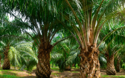 4 Things you need to know about palm oil
